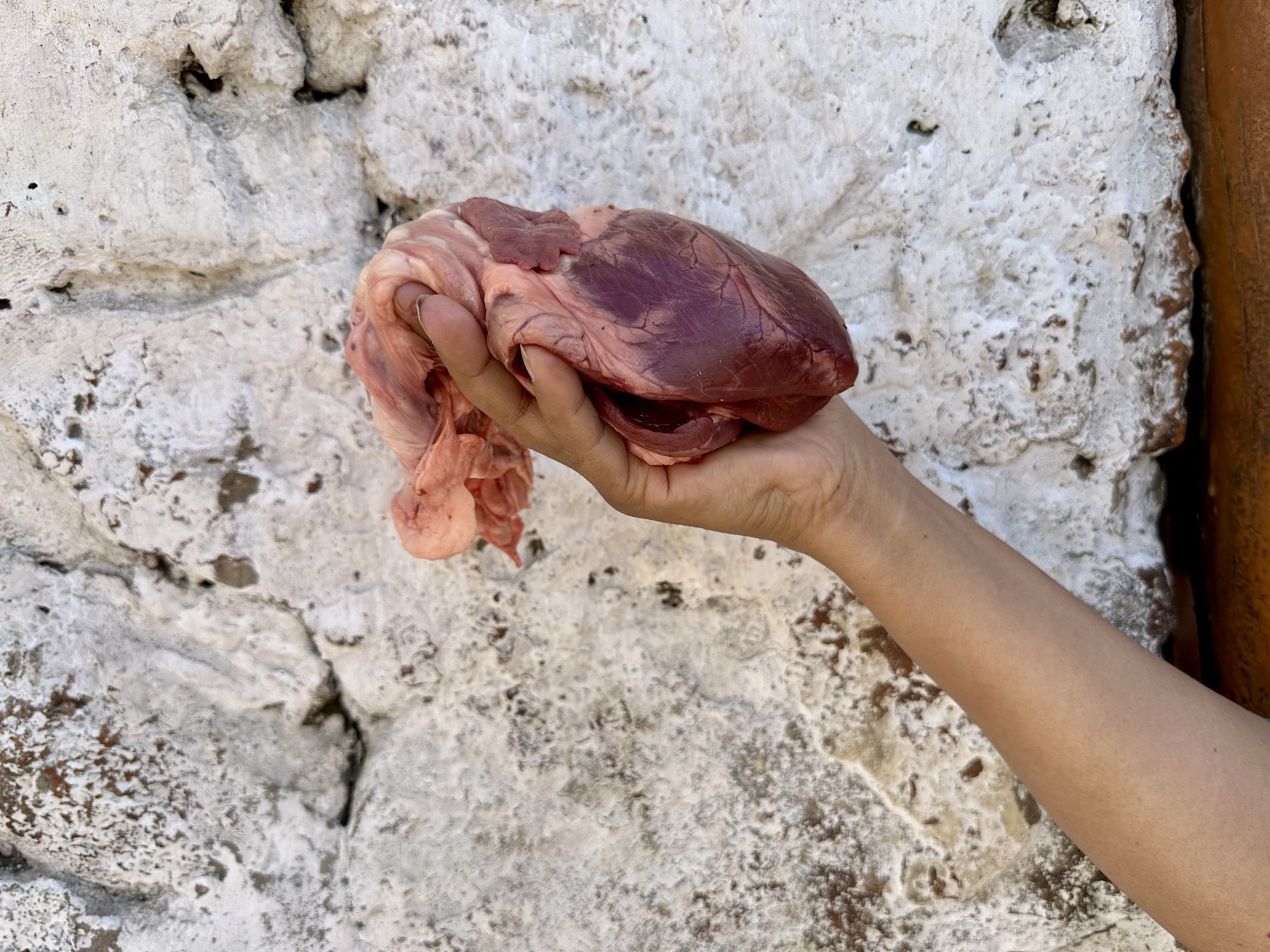 A hand holding a raw animal heart against a stone wall