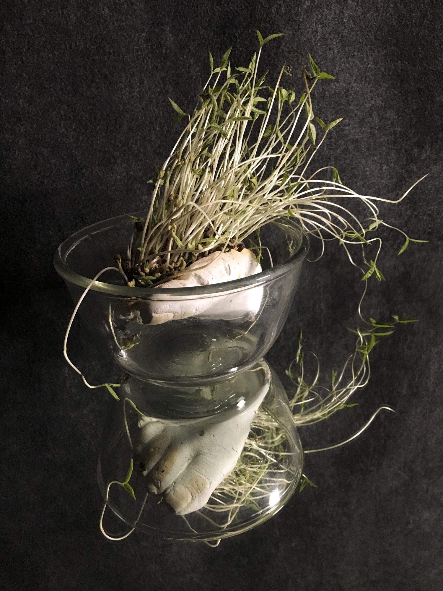A plaster cast of a hand in a glass bowl with sprouting seedlings, against a black background, reflected below